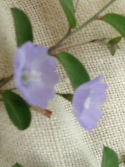 Evolvulus convolvuloides