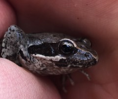 Rana latastei