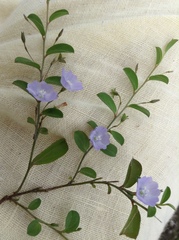 Evolvulus convolvuloides