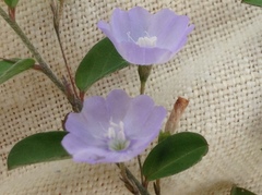 Evolvulus convolvuloides