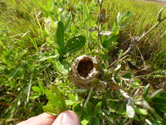 Culicivora caudacuta