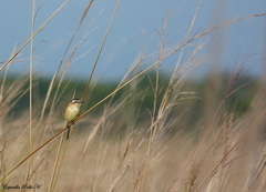 Culicivora caudacuta