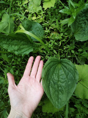 Plantago major