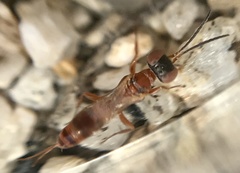 Miscophini