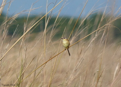 Culicivora caudacuta