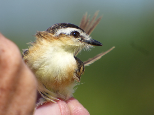 Sharp-tailed Grass Tyrant (Culicivora caudacuta), photo 8