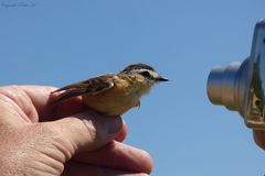 Culicivora caudacuta