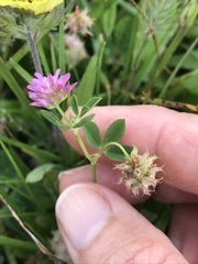 Trifolium resupinatum