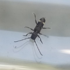 Psenocerus supernotatus