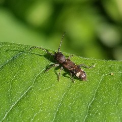 Psenocerus supernotatus
