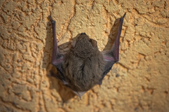 Pipistrellus pipistrellus