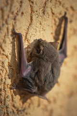 Pipistrellus pipistrellus
