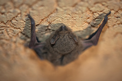 Pipistrellus pipistrellus