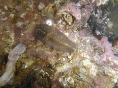Thysanozoon brocchii