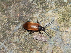 Pseudocistela ceramboides