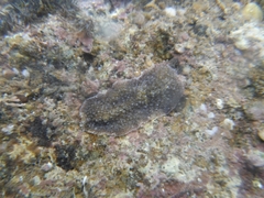 Thysanozoon brocchii
