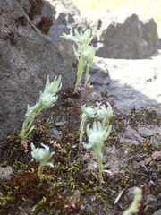 Psilocarphus