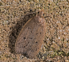 Inga obscuromaculella