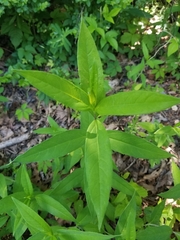 Helianthus eggertii