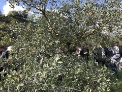 Quercus × grandidentata