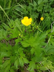 Ranunculus repens