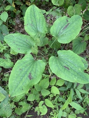 Smilax ecirrhata