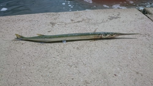 Atlantic needlefish (Strongylura marina) — Belonidae — 3