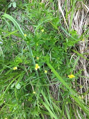 Potentilla erecta