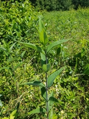 Helianthus eggertii