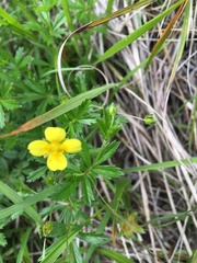 Potentilla erecta