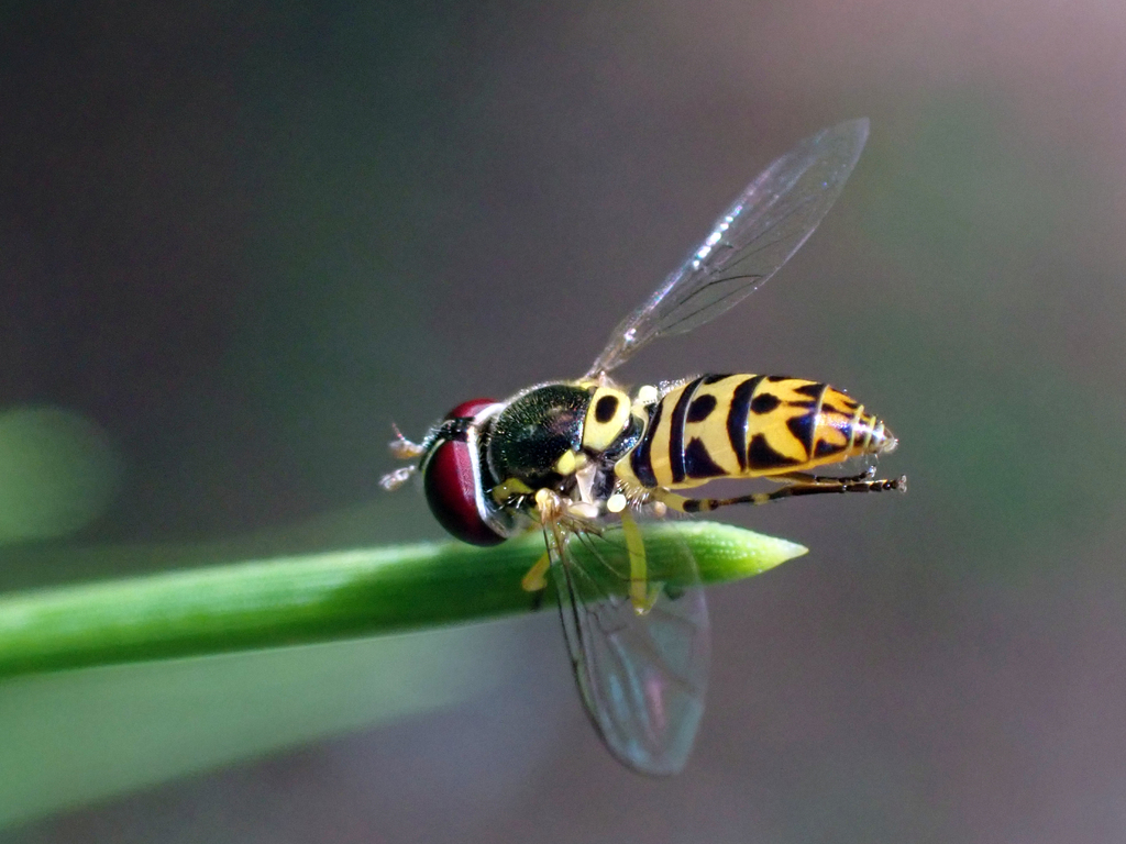 Syrphid fly