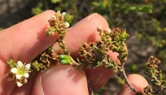 Diosma oppositifolia
