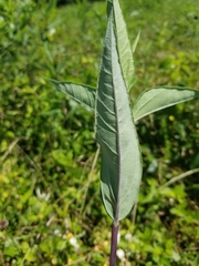 Helianthus eggertii
