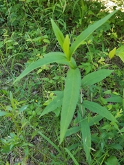 Helianthus eggertii