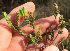 Diosma oppositifolia