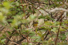Geothlypis trichas image