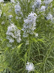 Amsonia ciliata