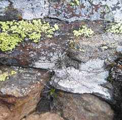 Mitopus glacialis