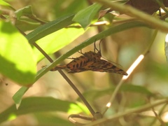 Epobeidia tigrata tigrata