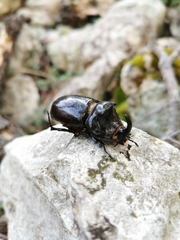 Oryctes nasicornis ameliae