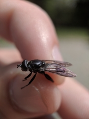 Chalcosyrphus piger