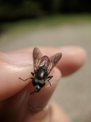 Chalcosyrphus piger