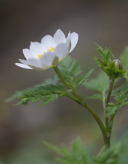 Adonis davidii