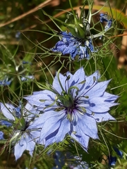 Nigella damascena