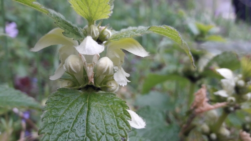 Lamium album iNat (1)