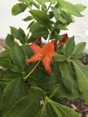 Rhododendron cumberlandense