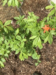 Rhododendron cumberlandense
