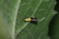Oecophora bractella