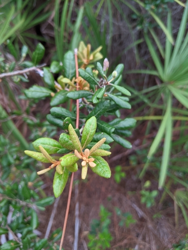 Lyonia ferruginea image