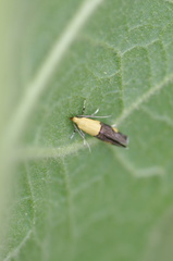 Oecophora bractella